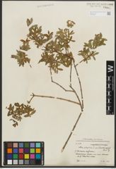 Foto von Salix purpurea subsp. amplexicaulis (Bory) C. K. Schneid.